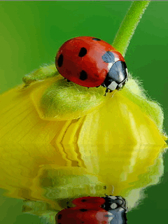 flowers 38.gif